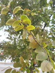 Ulmus crassifolia