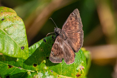 Erynnis horatius