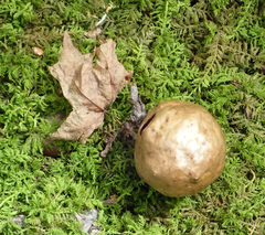 Amphibolips quercusinanis