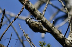 Dryobates spilogaster