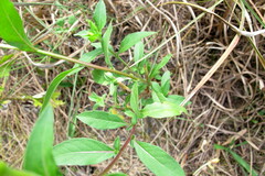 Oenothera