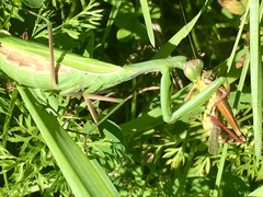 Mantis religiosa