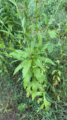 Erechtites hieraciifolius