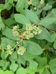 Euphorbia hypericifolia