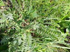 Astragalus dasyanthus