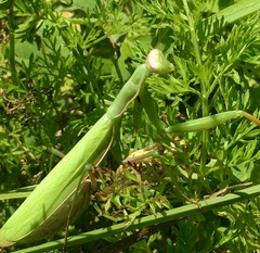 Mantis religiosa