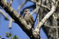 Dryobates spilogaster