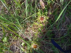 Carlina biebersteinii