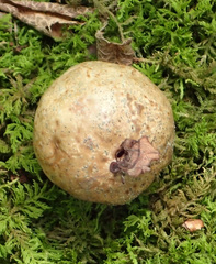 Amphibolips quercusinanis