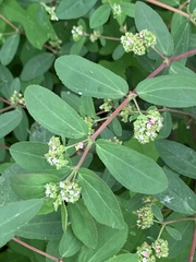 Euphorbia hypericifolia
