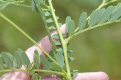 Sesbania vesicaria
