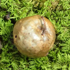 Amphibolips quercusinanis