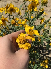 Verbesina encelioides