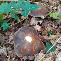 Boletus aereus