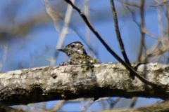 Dryobates spilogaster