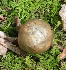 Amphibolips quercusinanis