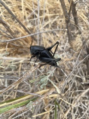 Anabrus simplex