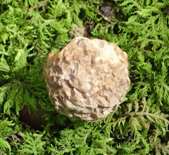 Amphibolips confluenta