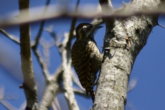 Dryobates spilogaster