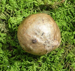 Amphibolips quercusinanis