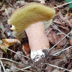 Boletus aereus