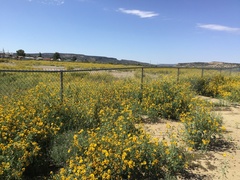 Verbesina encelioides