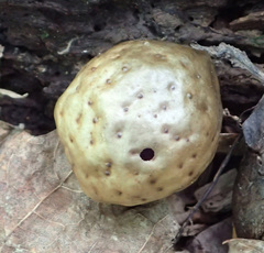 Amphibolips quercusinanis