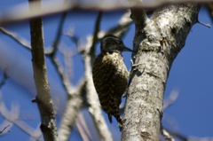 Dryobates spilogaster