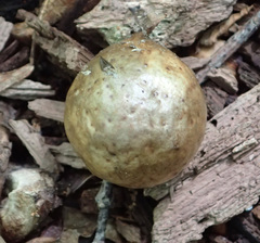 Amphibolips quercusinanis