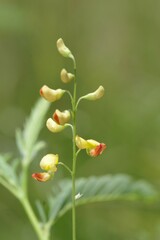 Sesbania vesicaria