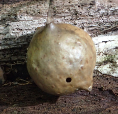 Amphibolips quercusinanis