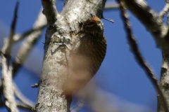 Dryobates spilogaster