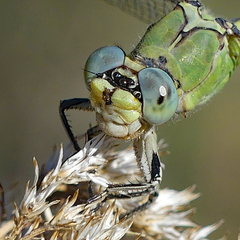 Ophiogomphus severus