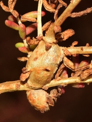 Aceria caulobia