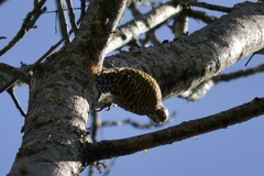 Dryobates spilogaster