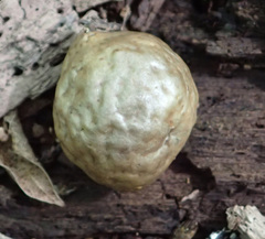 Amphibolips quercusinanis