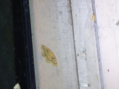 Lambdina fiscellaria