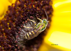 Agapostemon virescens