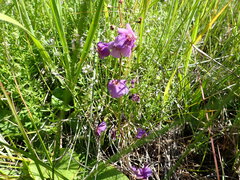 Verbascum phoeniceum