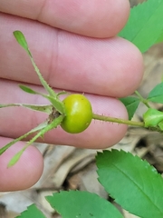 Rosa acicularis