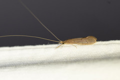 Oecetis