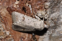 Caradrina kadenii