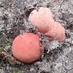 Fistulina hepatica