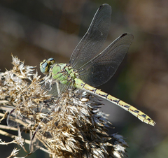 Ophiogomphus severus