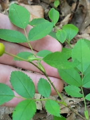 Rosa acicularis