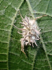Gibellula