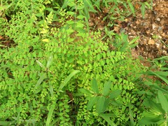 Phyllanthus caroliniensis