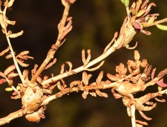 Aceria caulobia