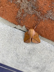 Saturniidae