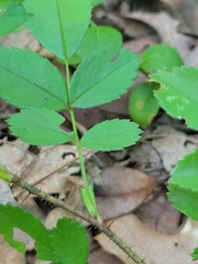 Rosa acicularis